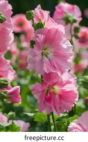 hollyhock
