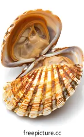 mollusk