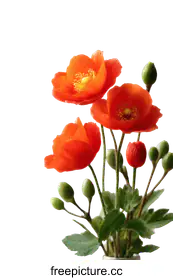 poppies