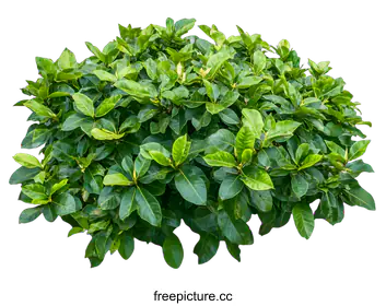 shrub