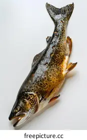 brown trout