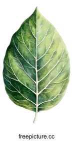 green leaf