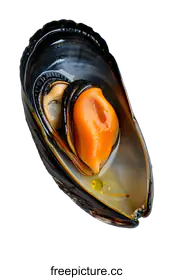 shellfish
