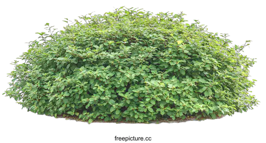 shrub