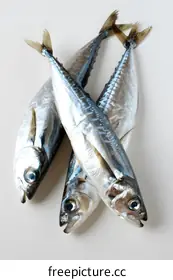 mackerel