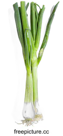 scallions