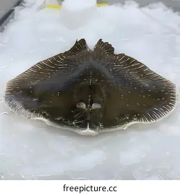 flounder
