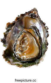 mollusk
