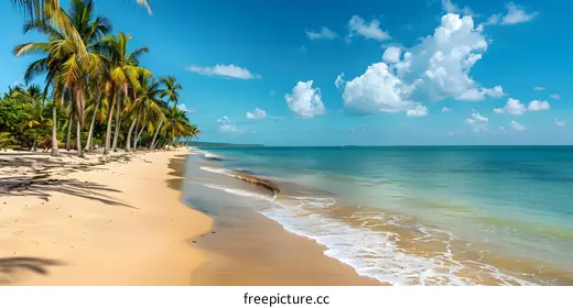 tropical beach