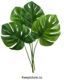 monstera