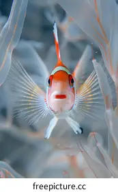 endangered species photography