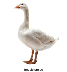goose