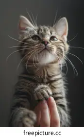 kitten photography