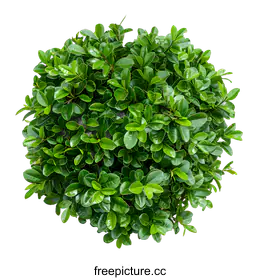 shrub