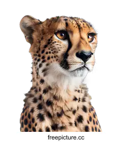 cheetah
