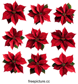 poinsettia