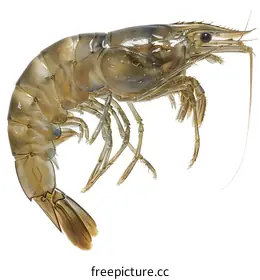 crustacean