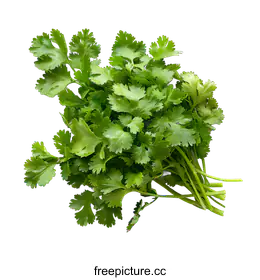 cilantro