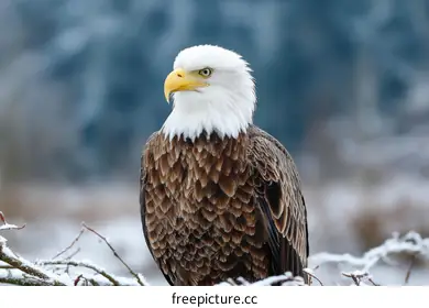 bald eagle