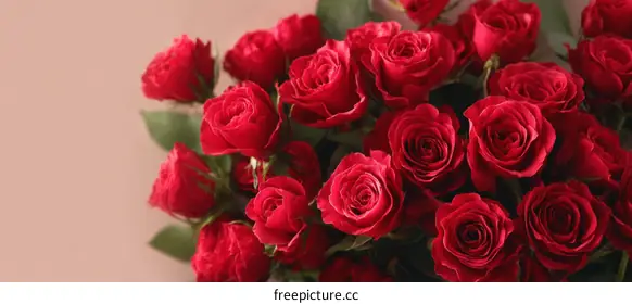 red roses