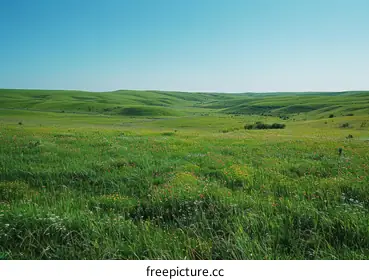 grassland
