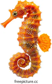 seahorse