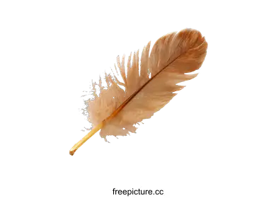 feather