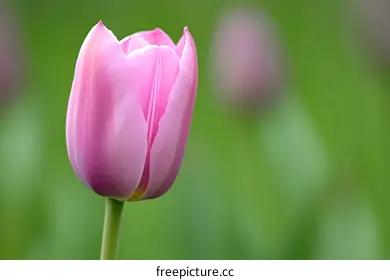 tulip