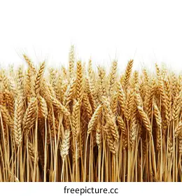 wheat