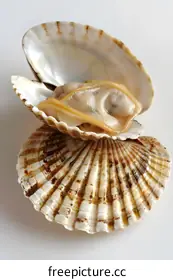 bivalve