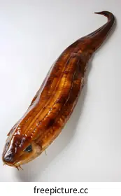 eel