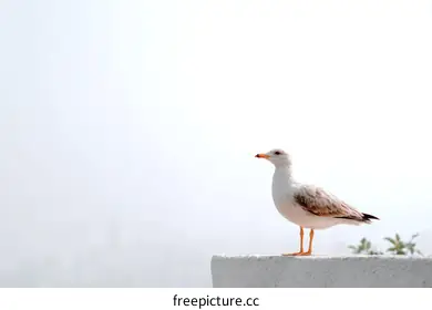 seagull