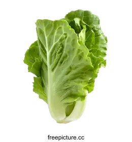 bok choy