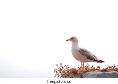 seagull