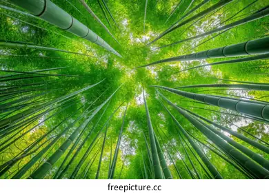 bamboo forest