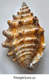 seashell
