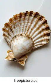 seashell