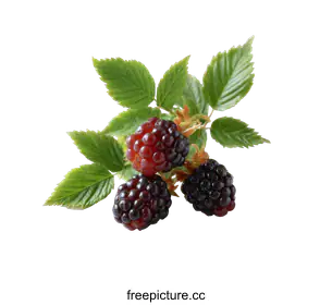 blackberries