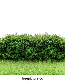 hedge