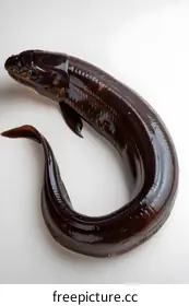 eel