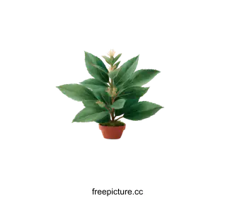 decorative plant