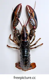 lobster