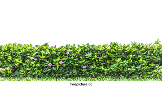 hedge