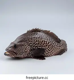 grouper