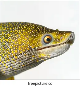 eel