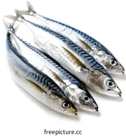 mackerel