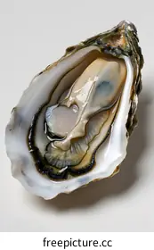 oyster