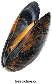 mussel