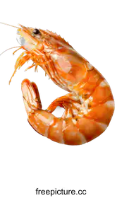 shrimp
