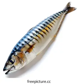 mackerel